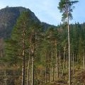 Forestry, Thirlmere