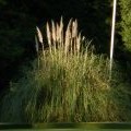 Tall grass in Finsbury Park