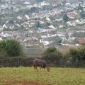 Horse on Great Hill, Torquay