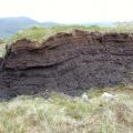 Section of a peat hag