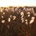 Cottongrass or Mountain Silk