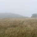 Rippon Tor in the mist
