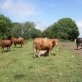 Cattle, near the right of way on Dundry Down