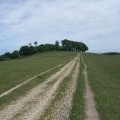 Approaching Chanctonbury Ring on the South Downs Way