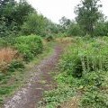 Path near Grinshill (1)