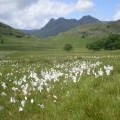 Langdale Pikes & cotton grass .
