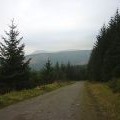Forestry road, Thornthwaite Forest, Whinlatter