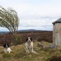 Triangulation point on Brown Muir