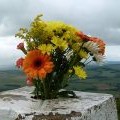 Flowers on Rubers Law trig point