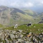 On Scafell Pike path