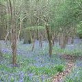 Bluebells in High Wood
