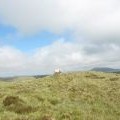 A sheep on the summit of Foel Cynfal