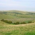 Newmarket Bottom