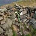 Lilies on Whin Rigg