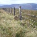 Fence, Whitehope Law