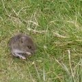 Mouse, Sale Fell