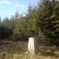 Trig point in the middle of a forest