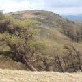 Windswept larch trees on exposed ridge