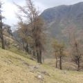 Larch trees on Birk Fell